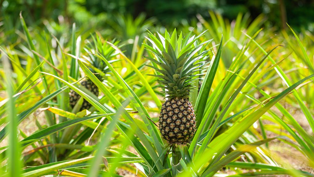 QUY TRÌNH TRỒNG DỨA ĐẠT NĂNG SUẤT CAO VỚI PHÂN NPK HÀN - VIỆT