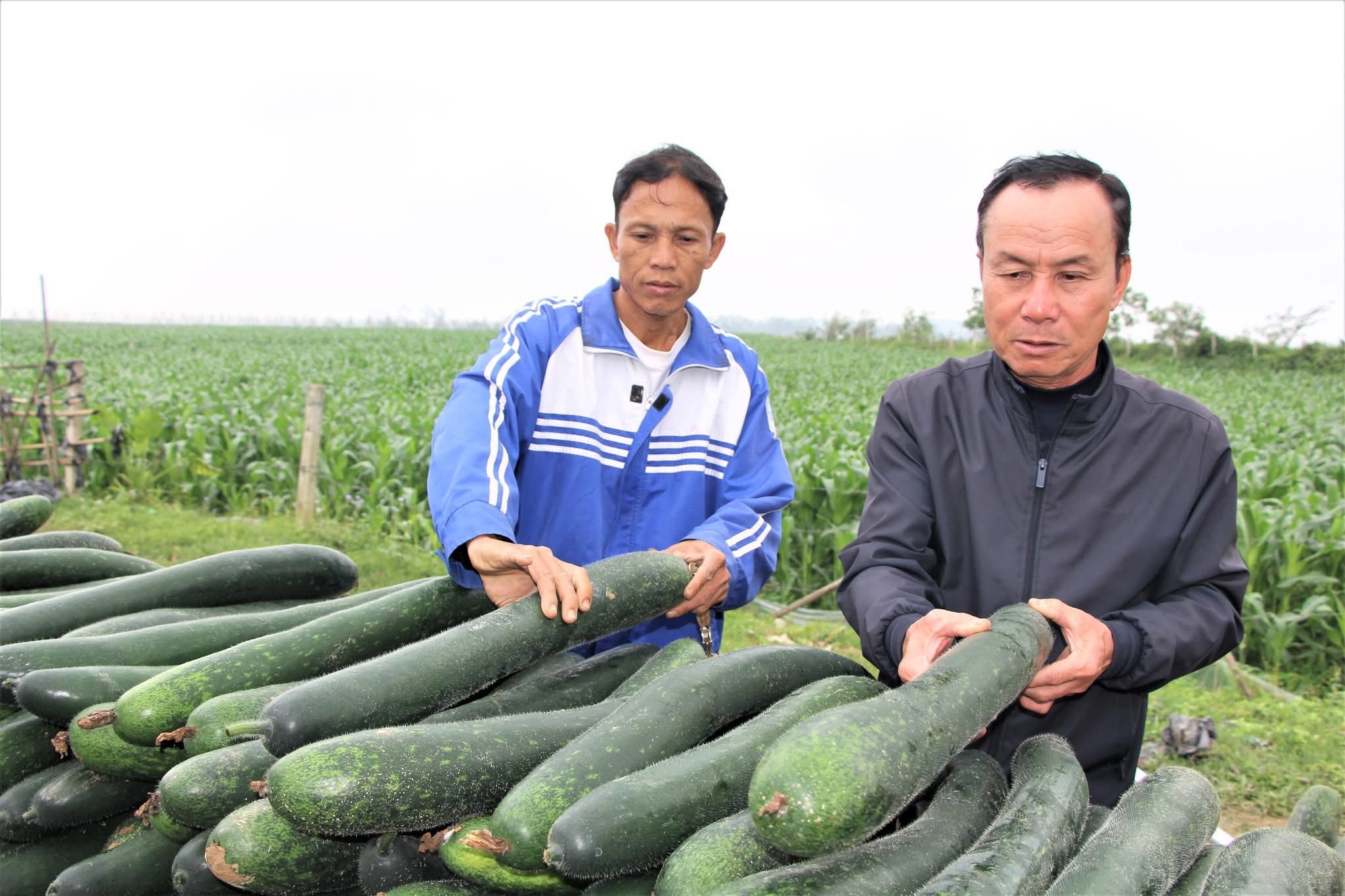 Nông dân xã Xuân Lâm thu nhập cao từ trồng và phát triển cây bí xanh